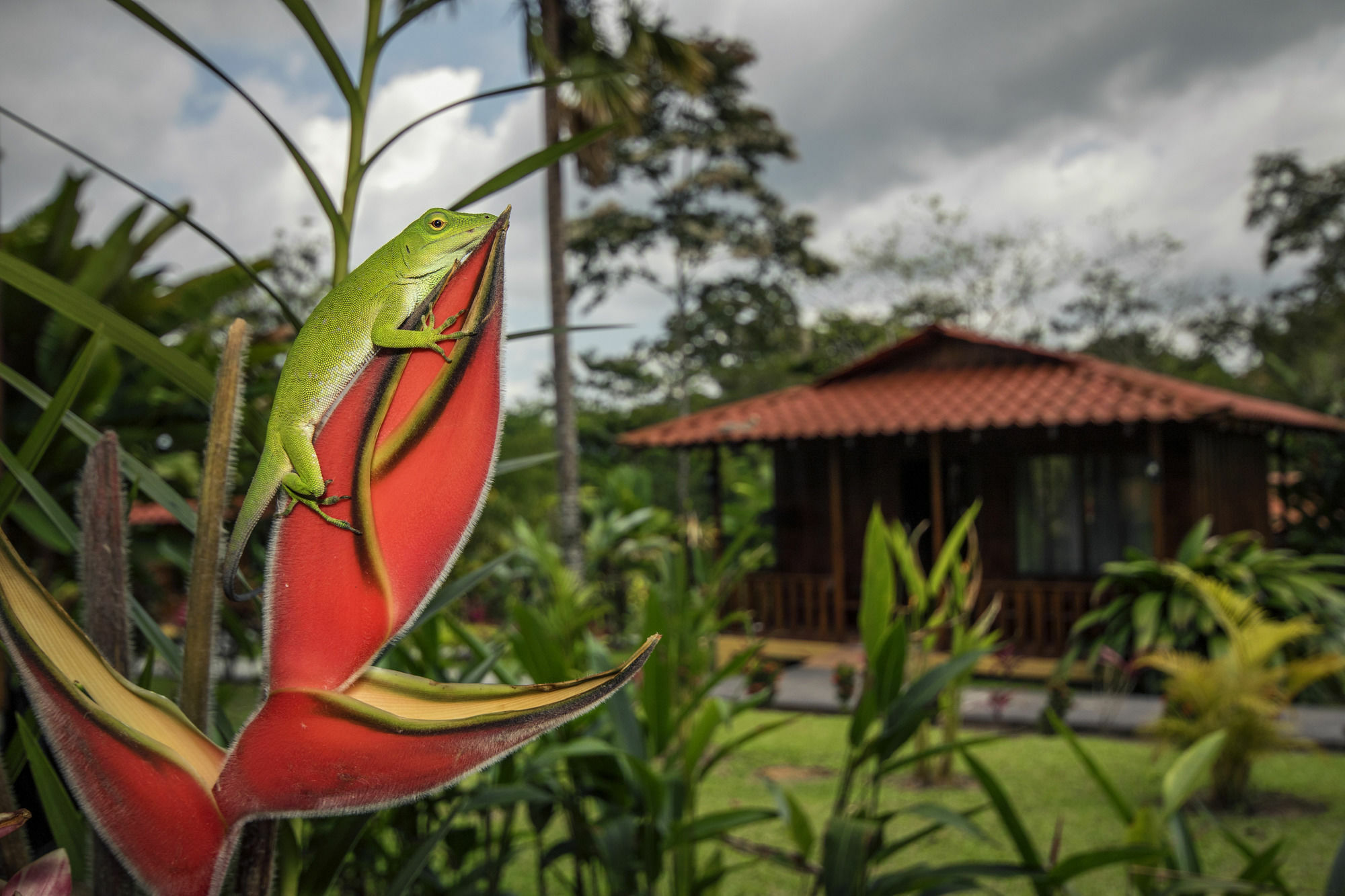 La Fortuna Hotel Rancho Cerro Azul מראה חיצוני תמונה